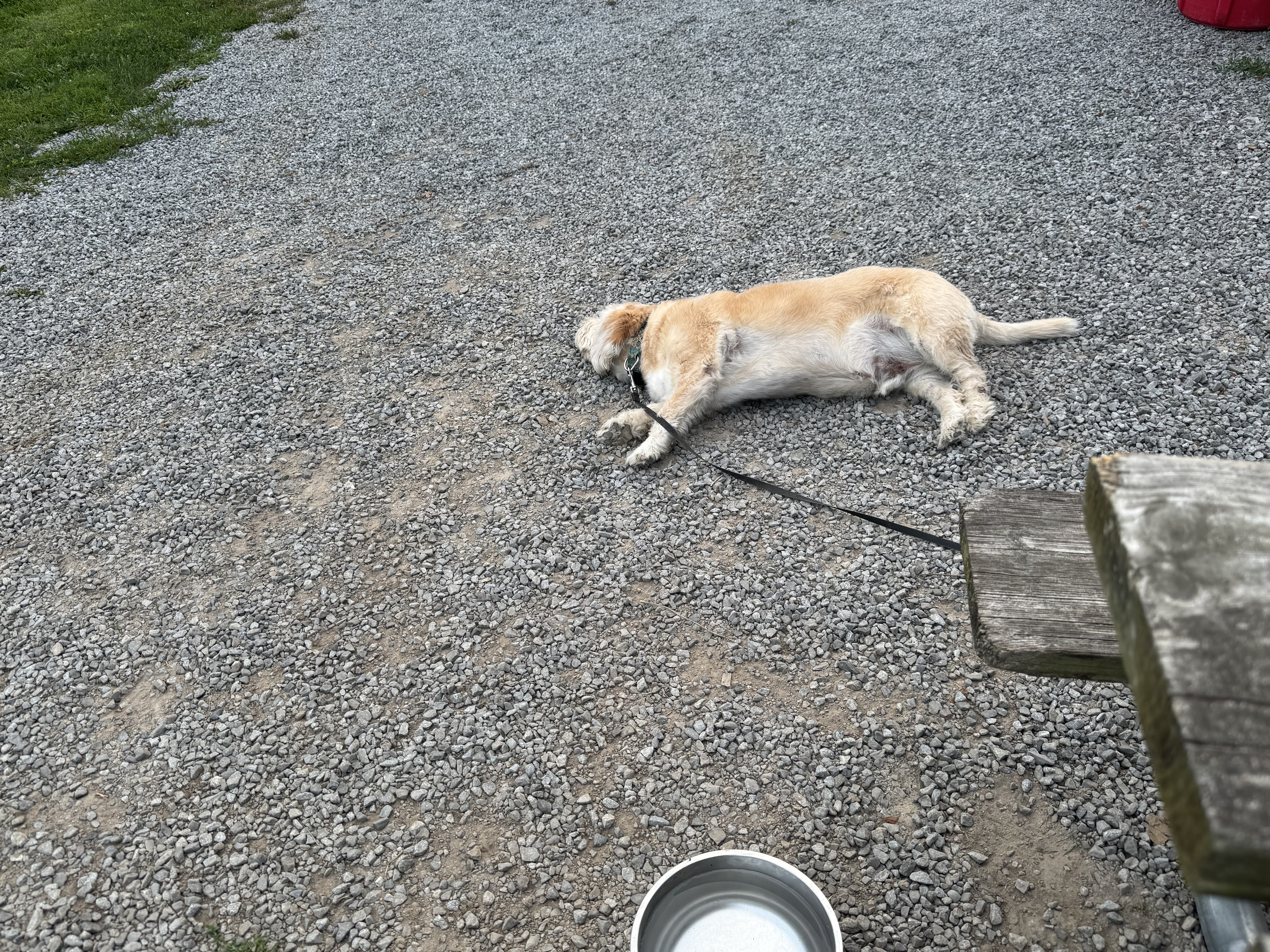 While the PALOOKA faithful cheered them on, Remy demonstrated that he can apparently get comfortable anywhere.